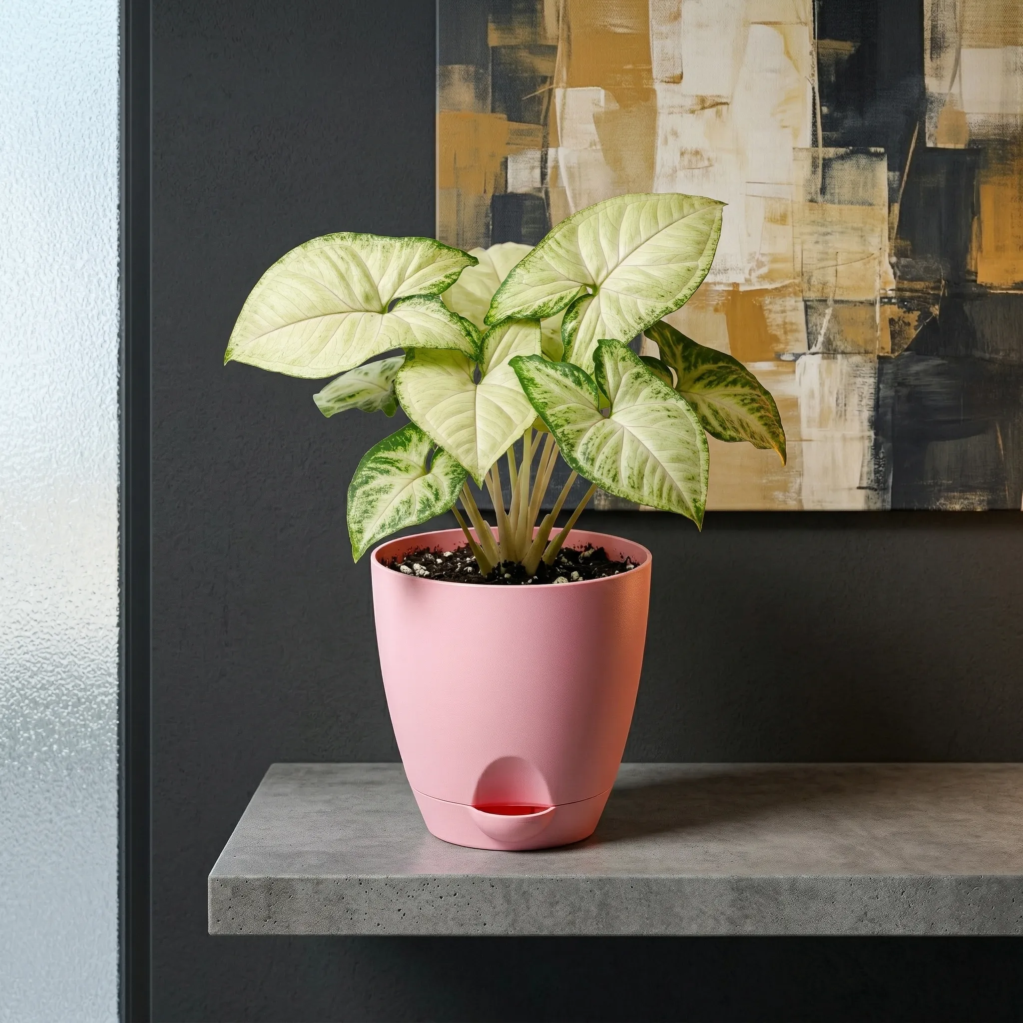 Syngonium White Butterfly Plant