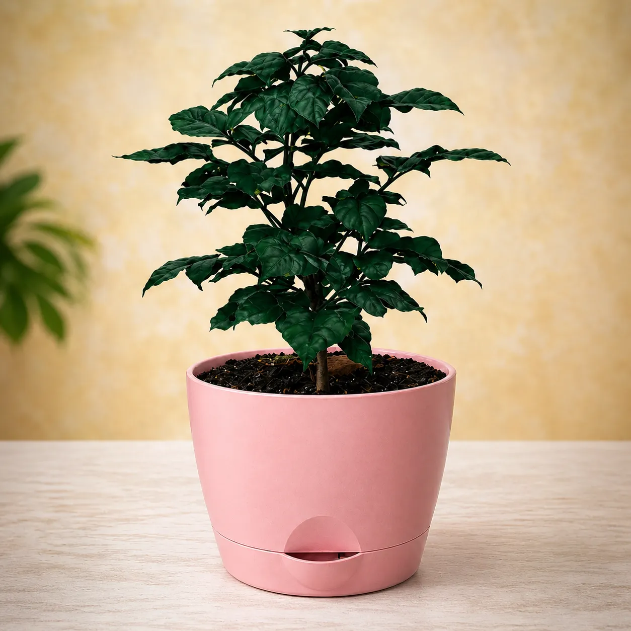 China Doll Plant