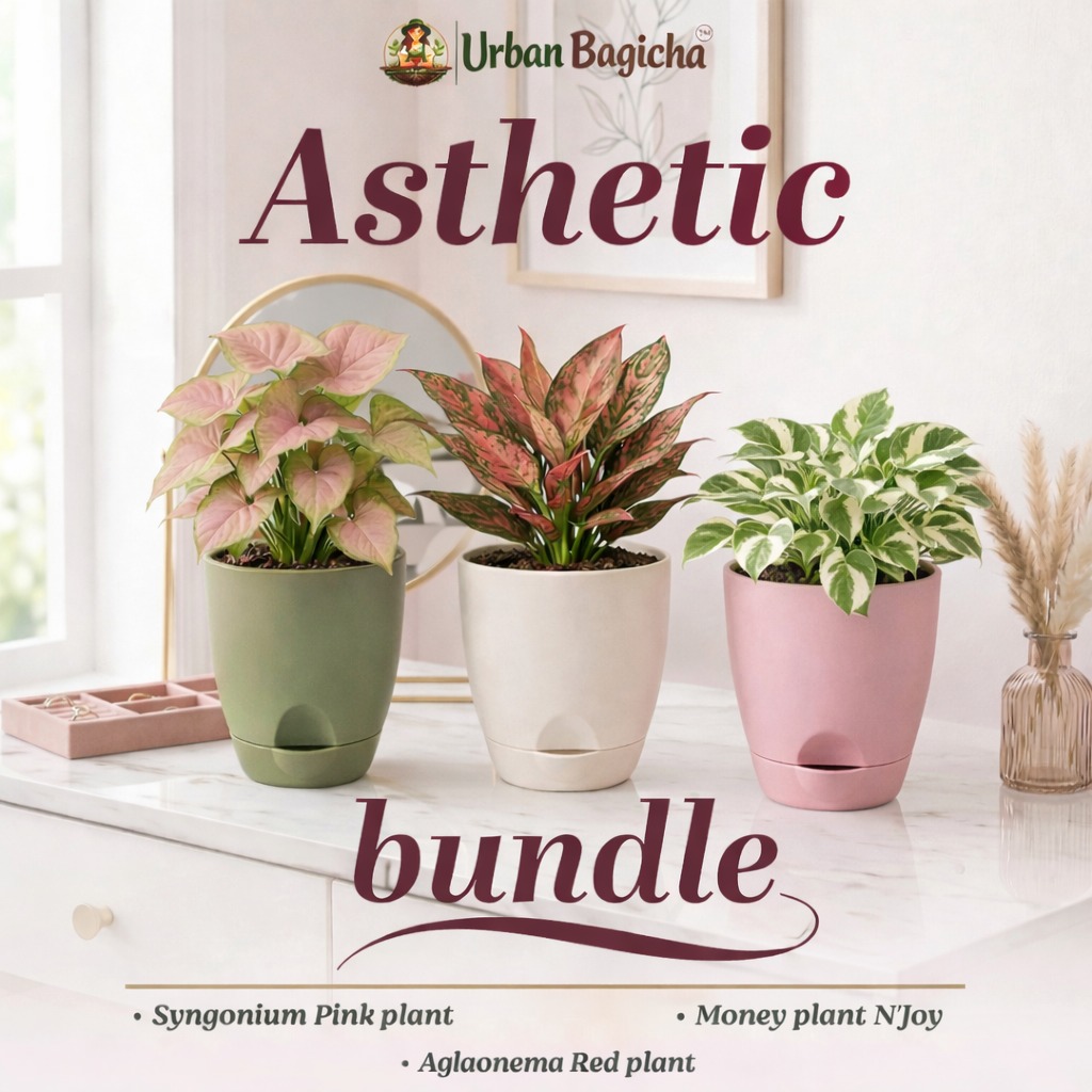 Aesthetic Bundle