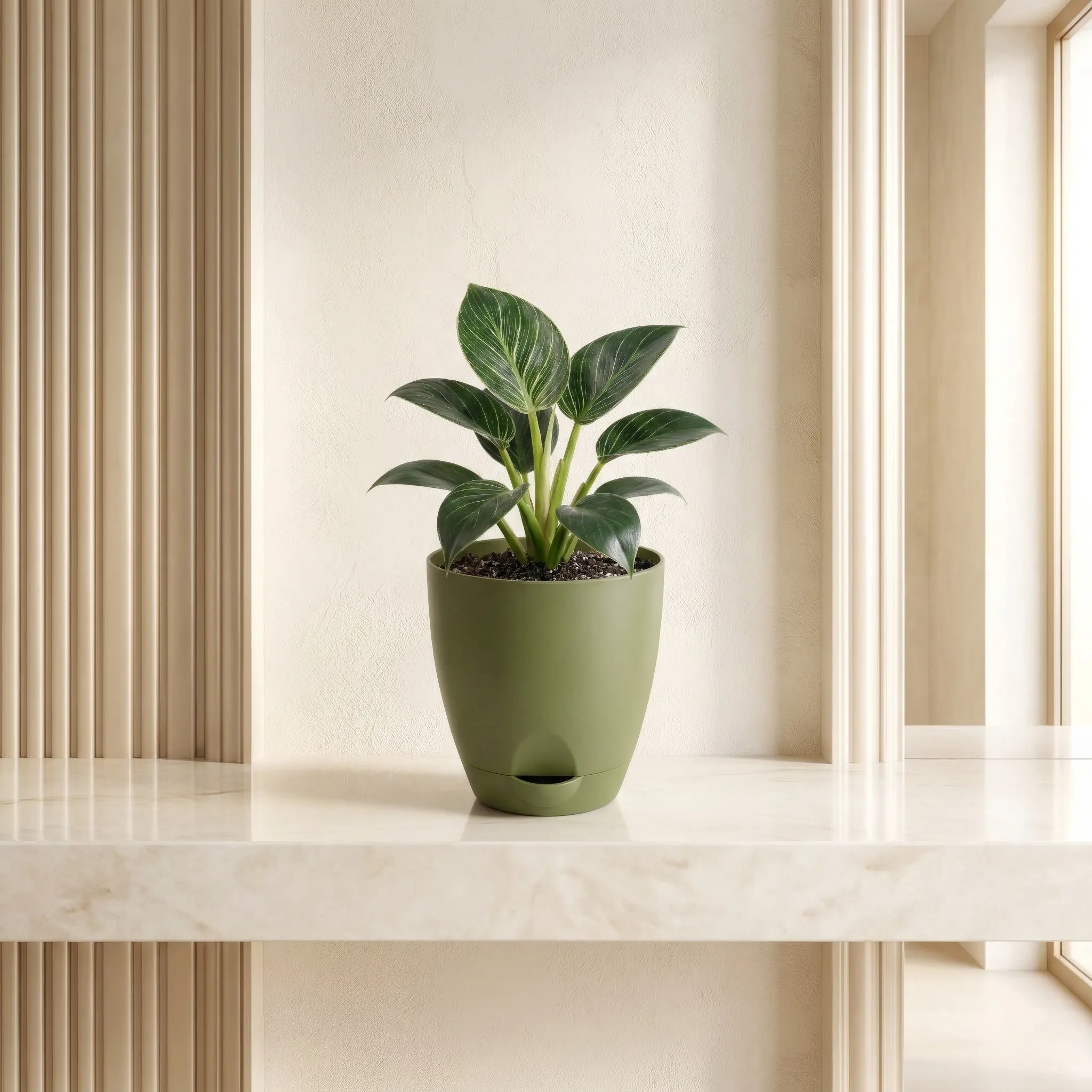 Philodendron Birkin Plant